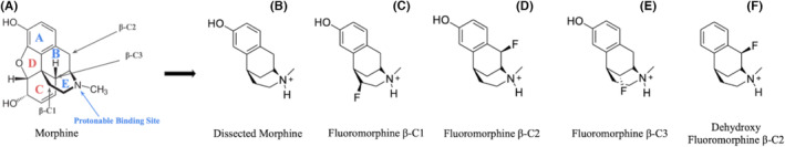 Computational design and molecular modeling of morphine derivatives for preferential binding in inflamed tissue.