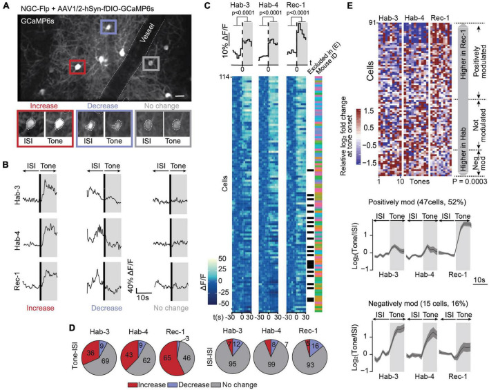 Bimodal modulation of L1 interneuron activity in anterior cingulate cortex during fear conditioning.