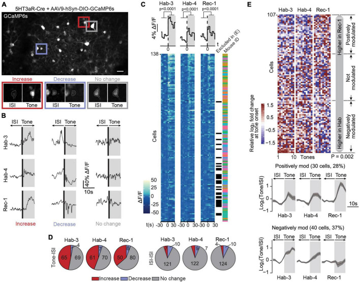 Bimodal modulation of L1 interneuron activity in anterior cingulate cortex during fear conditioning.