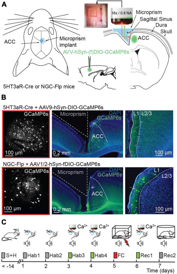 Bimodal modulation of L1 interneuron activity in anterior cingulate cortex during fear conditioning.