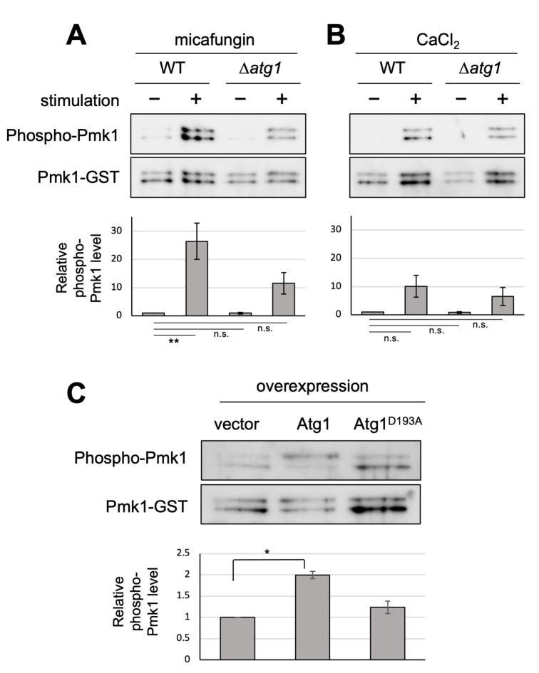 Atg1, a key regulator of autophagy, functions to promote MAPK activation and cell death upon calcium overload in fission yeast.