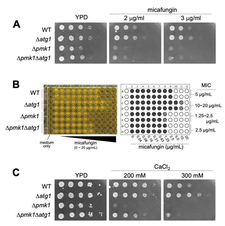 Atg1, a key regulator of autophagy, functions to promote MAPK activation and cell death upon calcium overload in fission yeast.