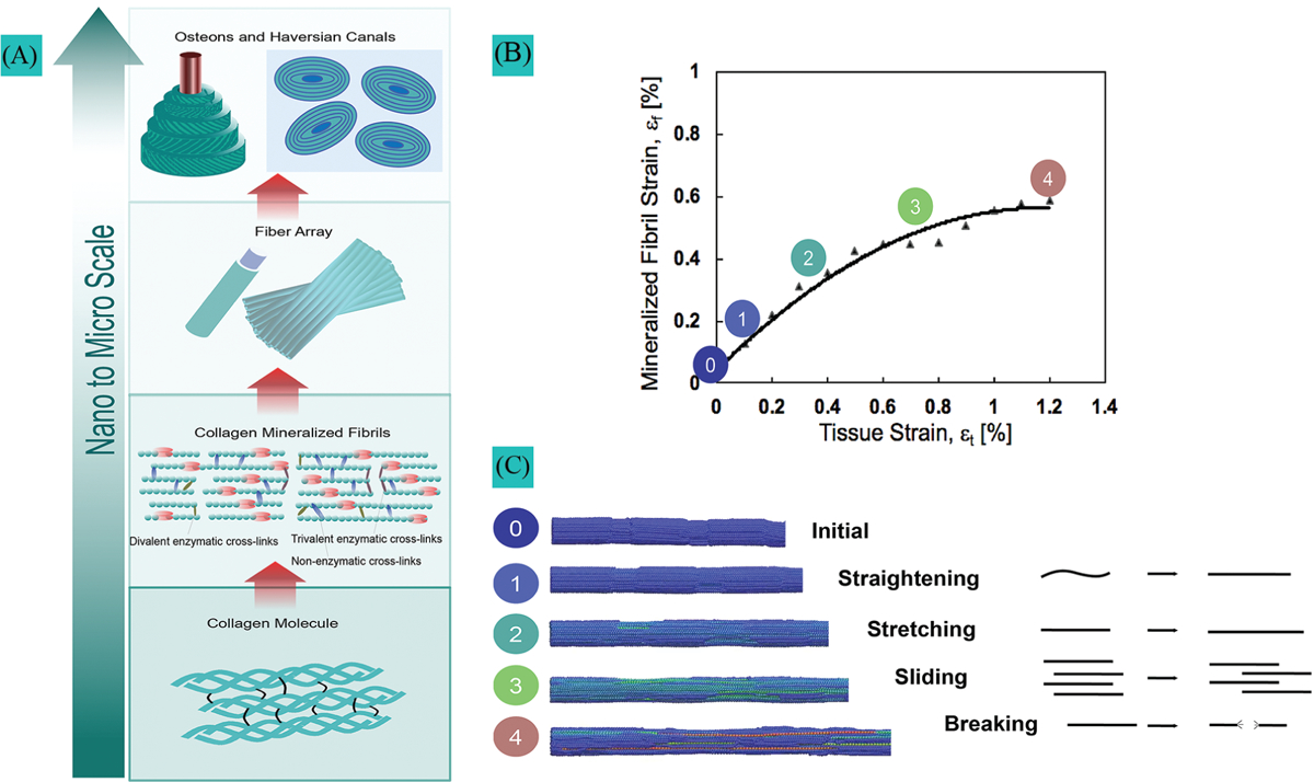 Effect of non-enzymatic glycation on collagen nanoscale mechanisms in diabetic and age-related bone fragility.