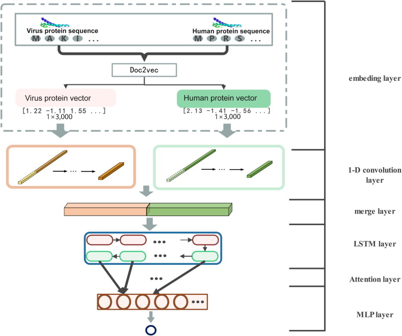 Emvirus: An embedding-based neural framework for human-virus protein-protein interactions prediction