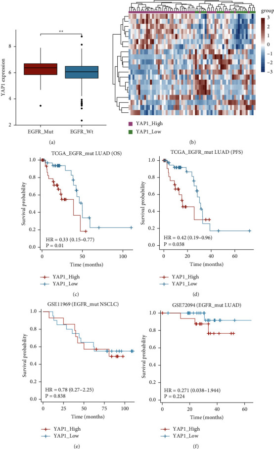 YAP1 as a Novel Negative Biomarker of Immune Checkpoint Inhibitors for EGFR-Mutant Non-Small-Cell Lung Cancer.