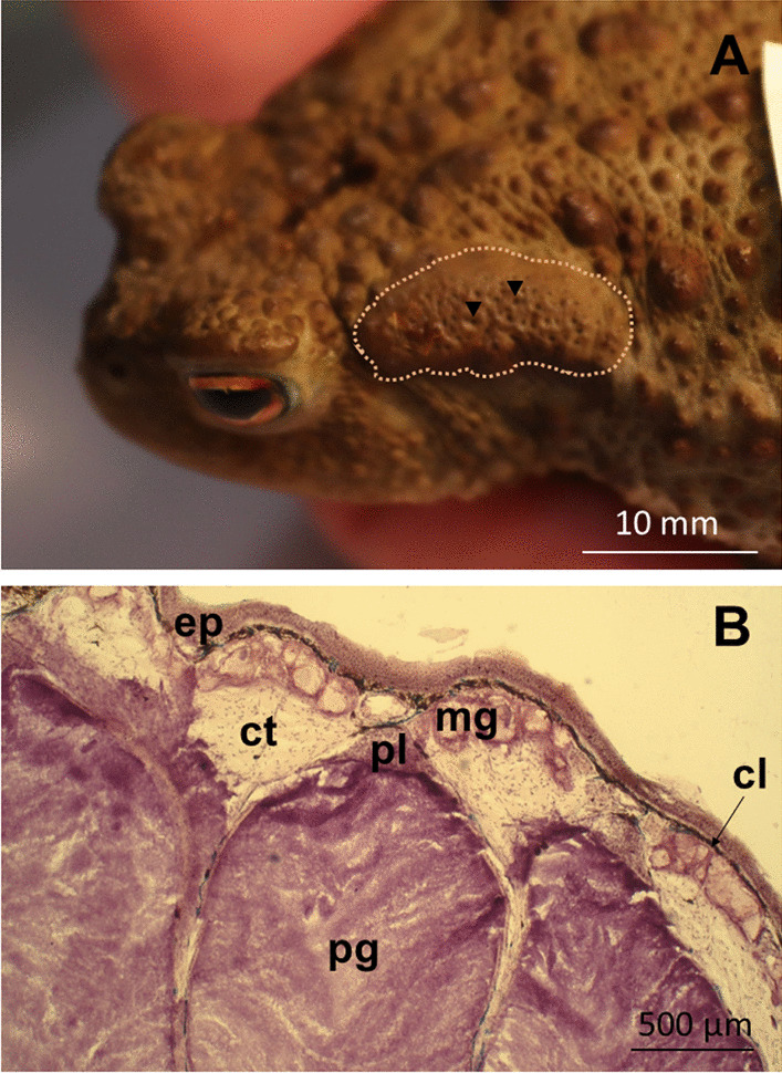 Proteins from toad's parotoid macroglands: do they play a role in gland functioning and chemical defence?