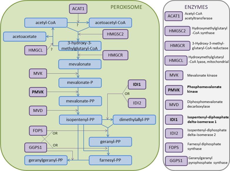 Proteins from toad's parotoid macroglands: do they play a role in gland functioning and chemical defence?