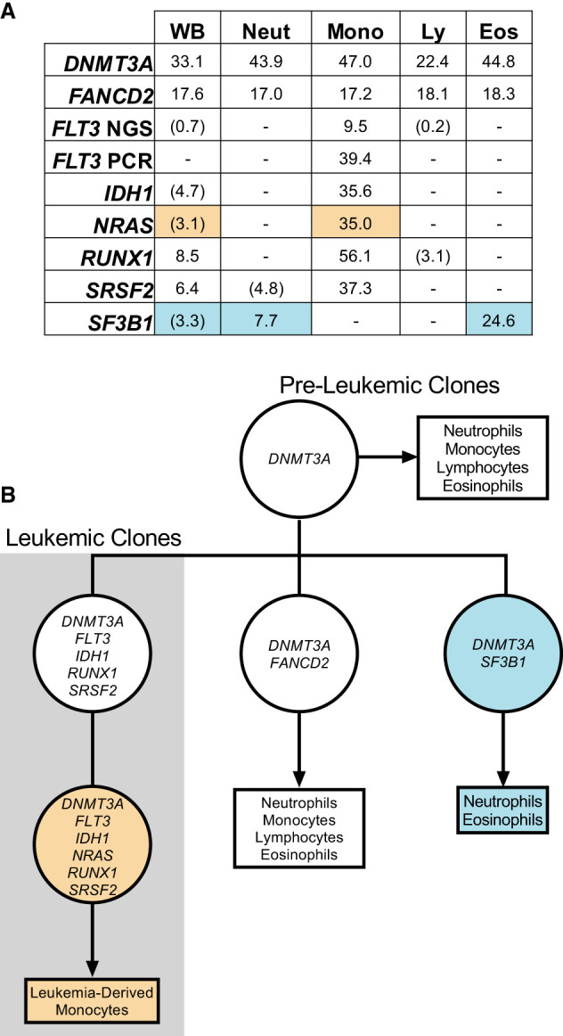 Evaluation of hypereosinophilia in a case of <i>FLT3</i>-mutant acute myeloid leukemia treated with gilteritinib.