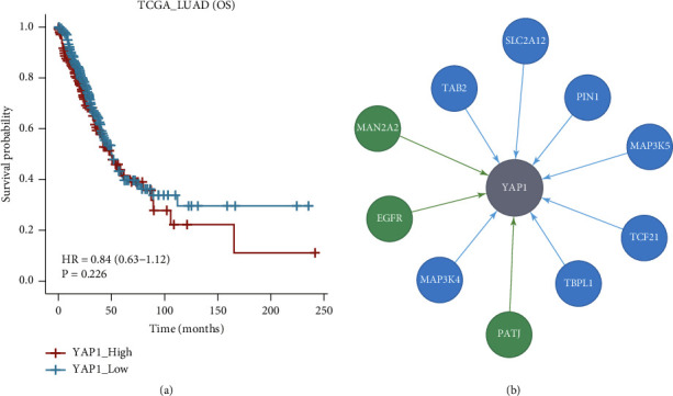 YAP1 as a Novel Negative Biomarker of Immune Checkpoint Inhibitors for EGFR-Mutant Non-Small-Cell Lung Cancer.