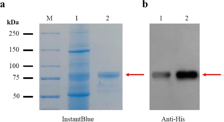 Development of SARS-CoV-2 neutralizing antibody detection assay by using recombinant plant-produced proteins