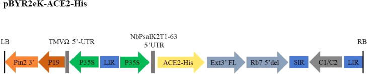 Development of SARS-CoV-2 neutralizing antibody detection assay by using recombinant plant-produced proteins