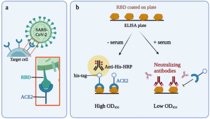 Development of SARS-CoV-2 neutralizing antibody detection assay by using recombinant plant-produced proteins