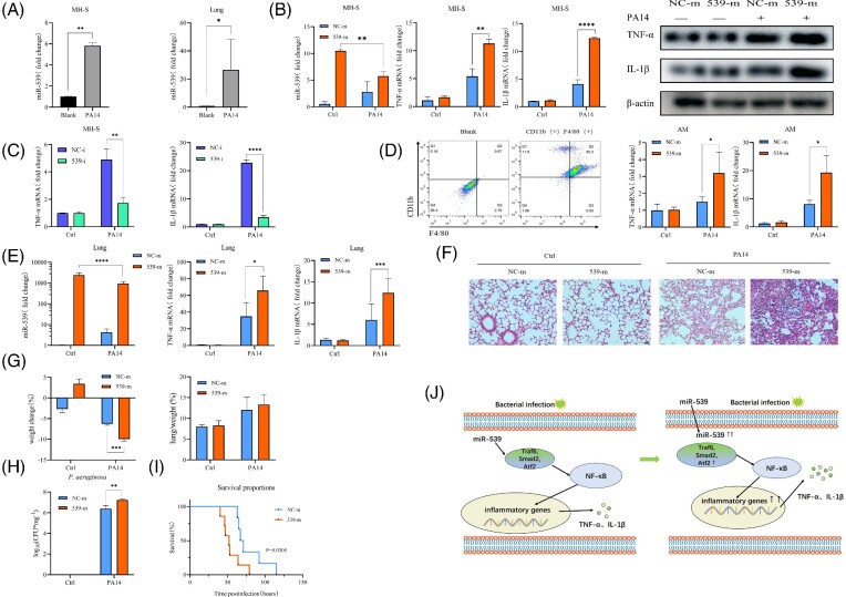 Overexpressed miR-539 exacerbates <i>Pseudomonas aeruginosa</i> puenmonia by promoting inflammatory responses.