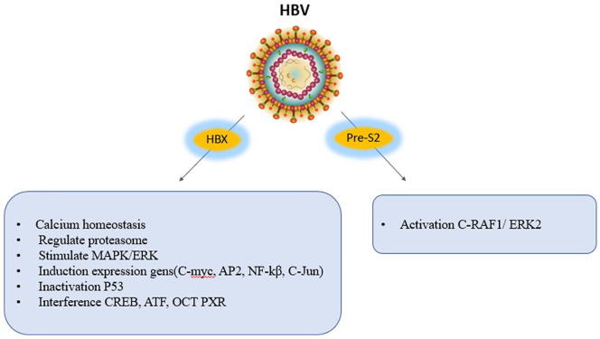 The Role of DNA Viruses in Human Cancer.