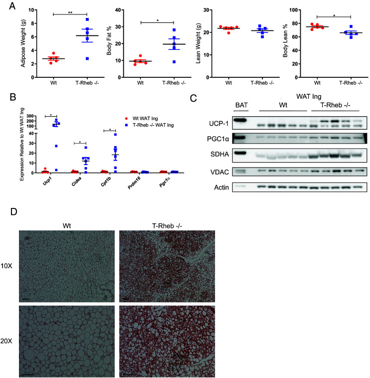 Serendipitous Discovery of T Cell-Produced KLK1b22 as a Regulator of Systemic Metabolism.