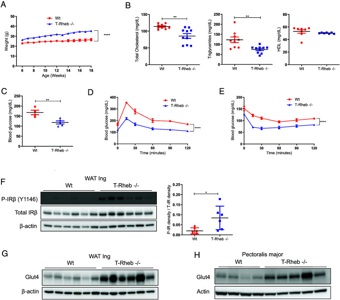 Serendipitous Discovery of T Cell-Produced KLK1b22 as a Regulator of Systemic Metabolism.