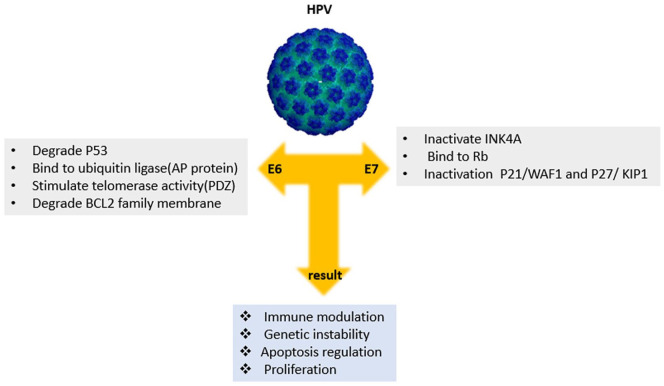 The Role of DNA Viruses in Human Cancer.