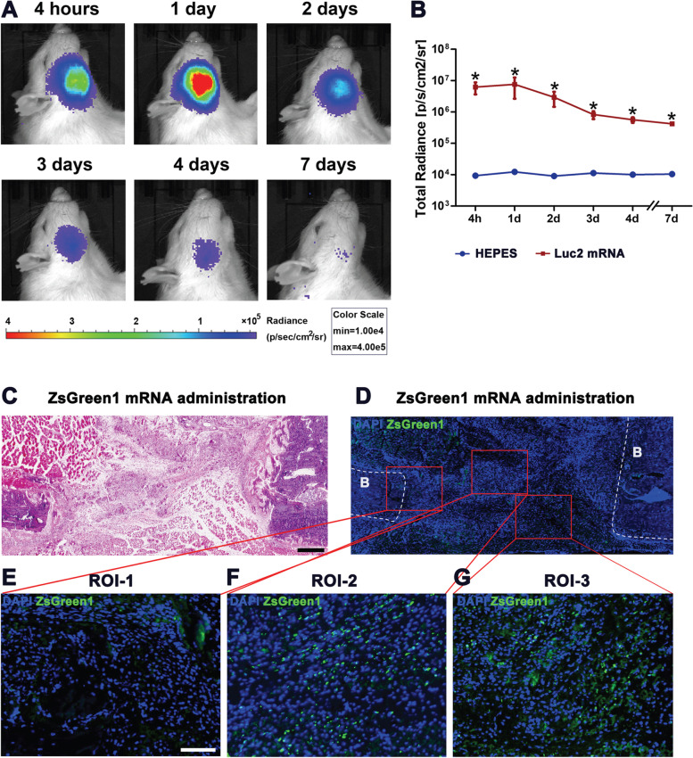 Enhancement of bone regeneration by coadministration of angiogenic and osteogenic factors using messenger RNA.