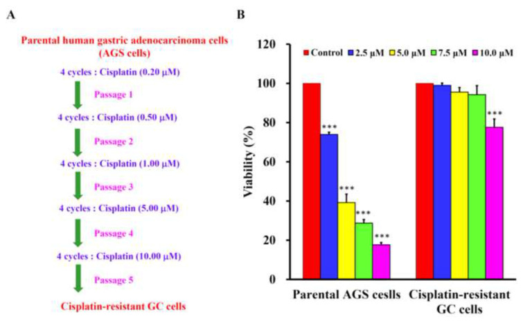 Metformin induces autophagy of cisplatin-resistant human gastric cancer cells in addition to apoptosis.