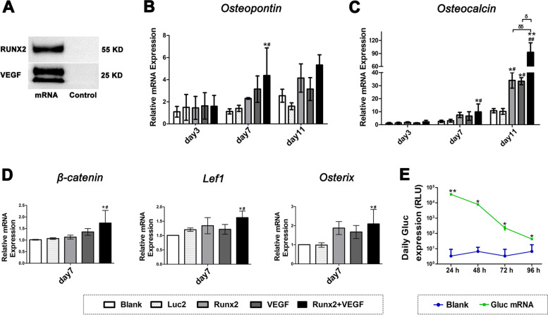 Enhancement of bone regeneration by coadministration of angiogenic and osteogenic factors using messenger RNA.