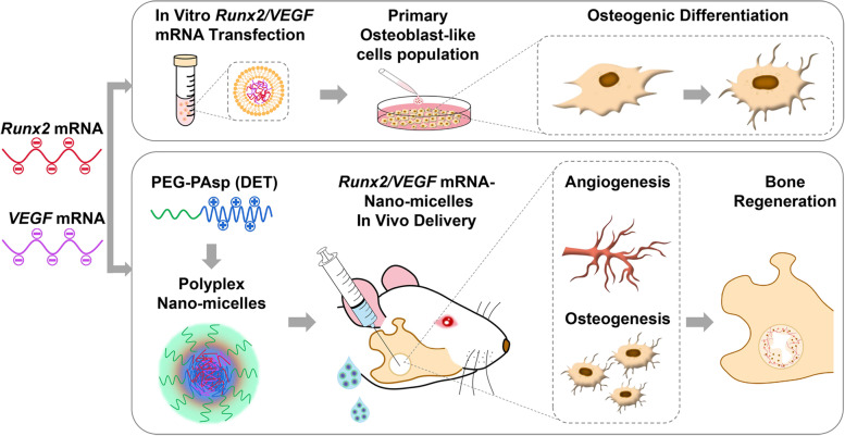 Enhancement of bone regeneration by coadministration of angiogenic and osteogenic factors using messenger RNA.