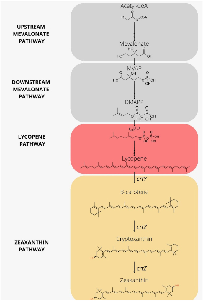 Exploring linker's sequence diversity to fuse carotene cyclase and hydroxylase for zeaxanthin biosynthesis