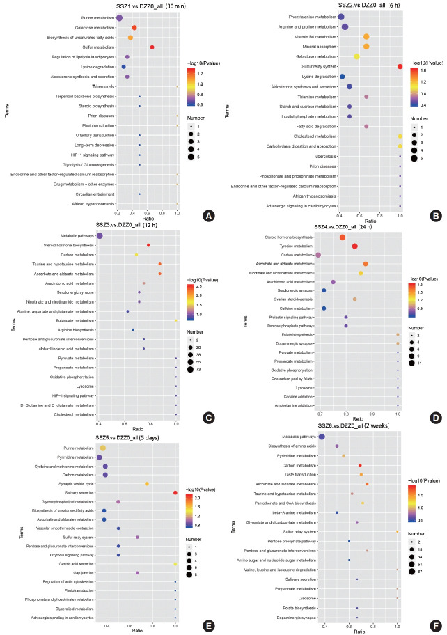 Time-Dependent Changes in the Bladder Muscle Metabolome After Traumatic Spinal Cord Injury in Rats Using Metabolomics.