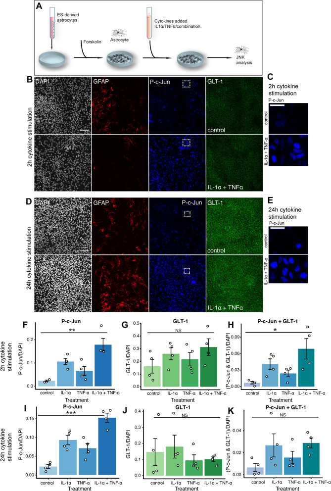 Stem cell-derived brainstem mouse astrocytes obtain a neurotoxic phenotype in vitro upon neuroinflammation.