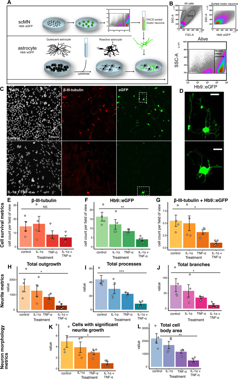 Stem cell-derived brainstem mouse astrocytes obtain a neurotoxic phenotype in vitro upon neuroinflammation.