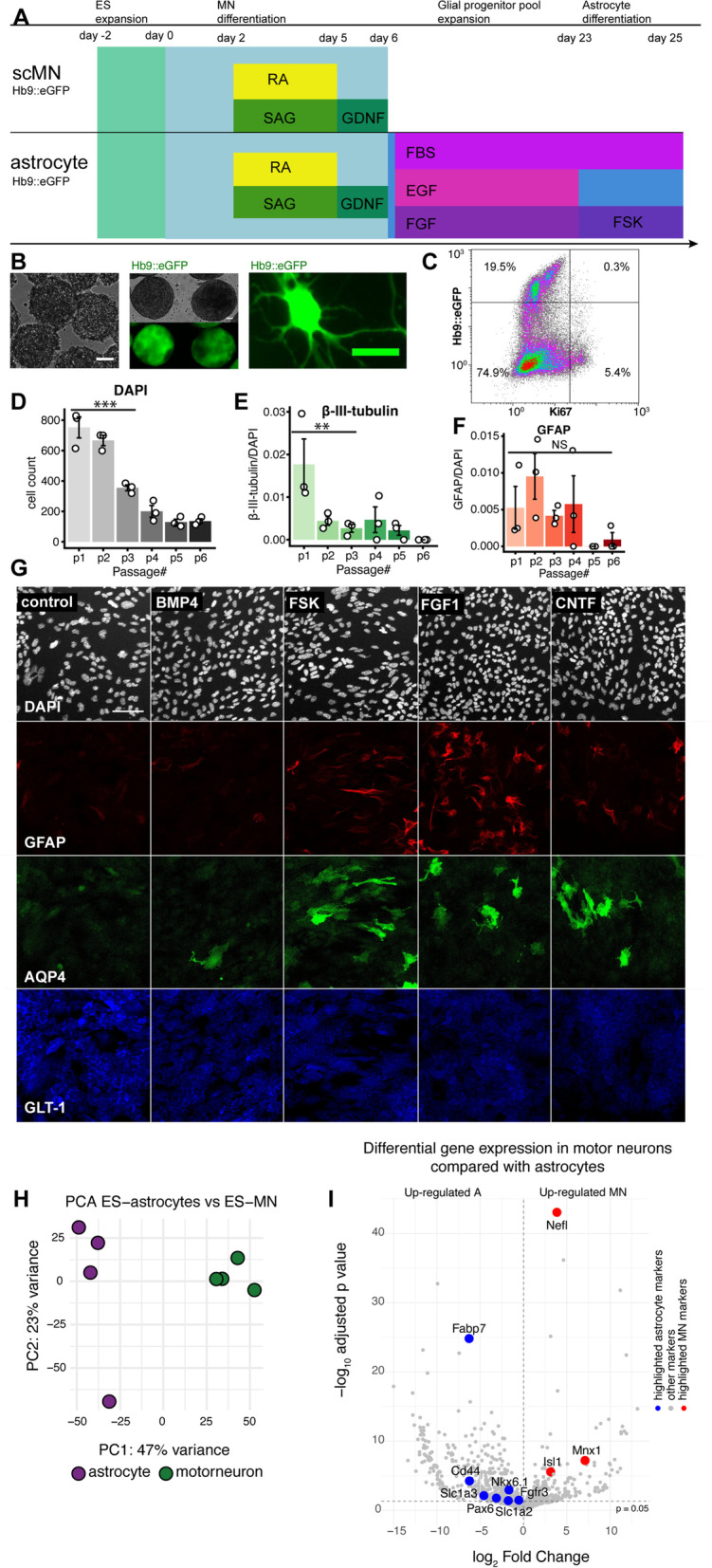 Stem cell-derived brainstem mouse astrocytes obtain a neurotoxic phenotype in vitro upon neuroinflammation.
