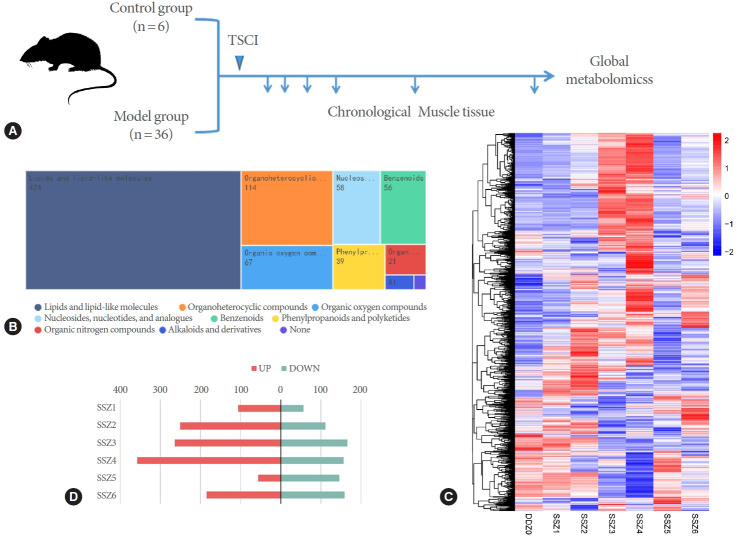 Time-Dependent Changes in the Bladder Muscle Metabolome After Traumatic Spinal Cord Injury in Rats Using Metabolomics.