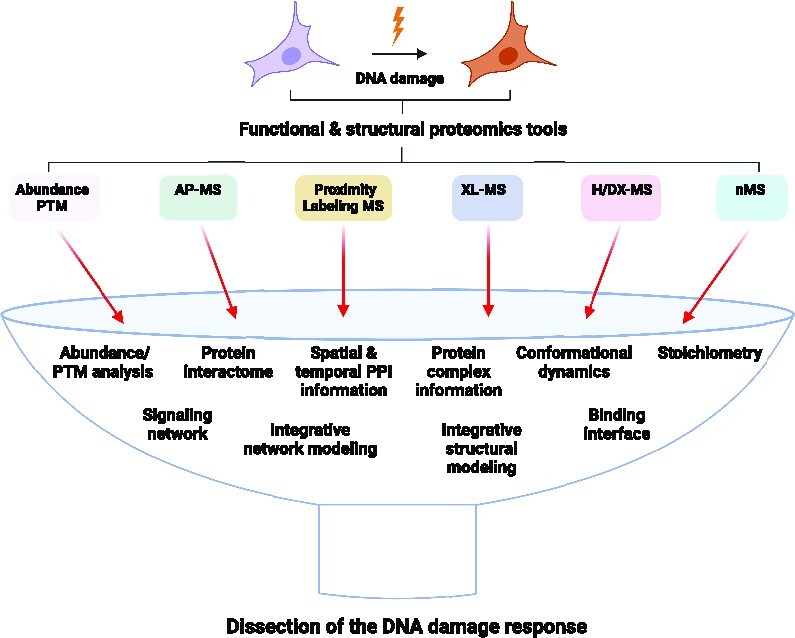 Current proteomics methods applicable to dissecting the DNA damage response.