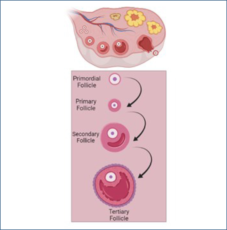 Granulosa cells and follicular development: a brief review.