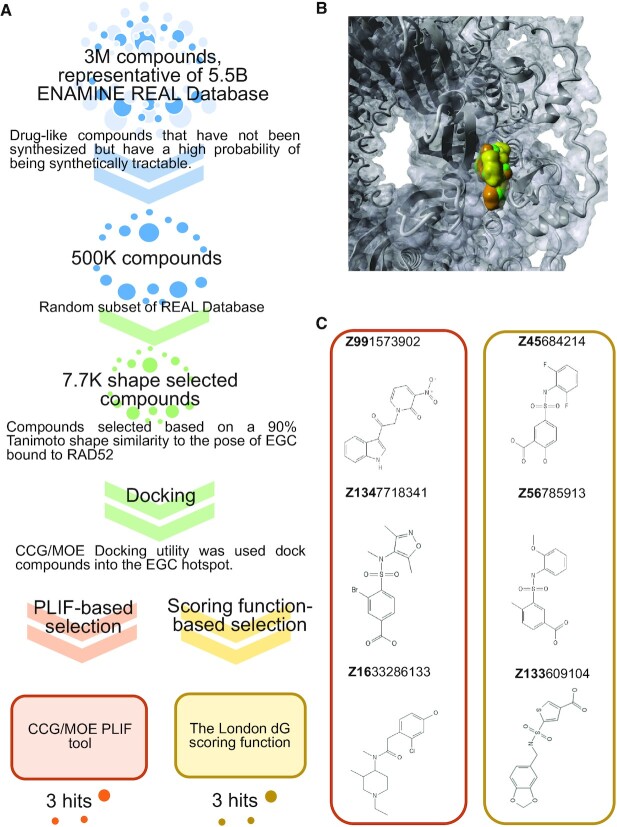 Therapeutic disruption of RAD52-ssDNA complexation via novel drug-like inhibitors.