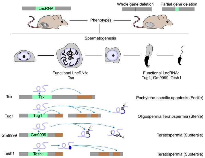 LncRNA Functional Screening in Organismal Development.