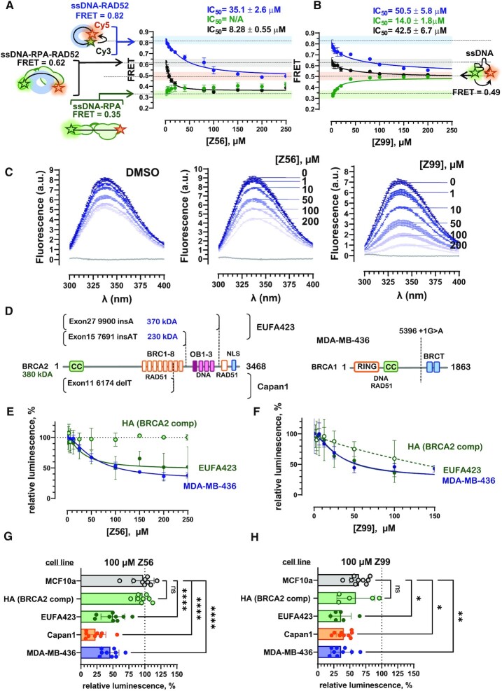 Therapeutic disruption of RAD52-ssDNA complexation via novel drug-like inhibitors.