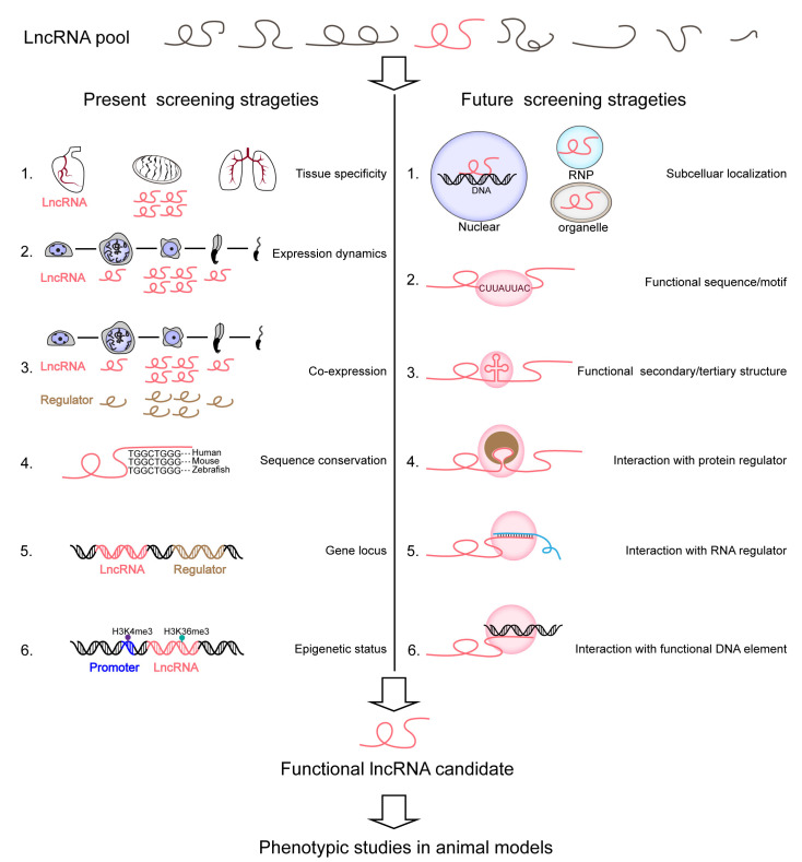 LncRNA Functional Screening in Organismal Development.