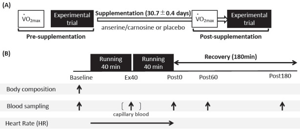 Effect of long-term carnosine/anserine supplementation on iron regulation after a prolonged running session.