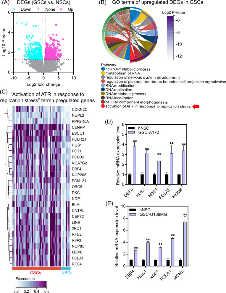 Enhancer-driven transcription of MCM8 by E2F4 promotes ATR pathway activation and glioma stem cell characteristics.