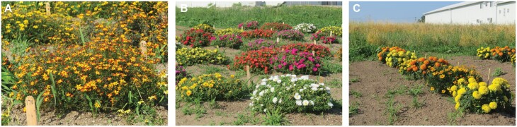 Variation in pollinator visitation among garden cultivars of marigold, portulaca, and bidens.