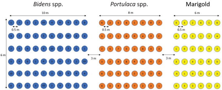 Variation in pollinator visitation among garden cultivars of marigold, portulaca, and bidens.