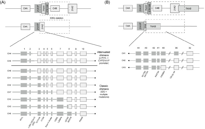 Molecular basis and genetic testing strategies for diagnosing 21-hydroxylase deficiency, including CAH-X syndrome.