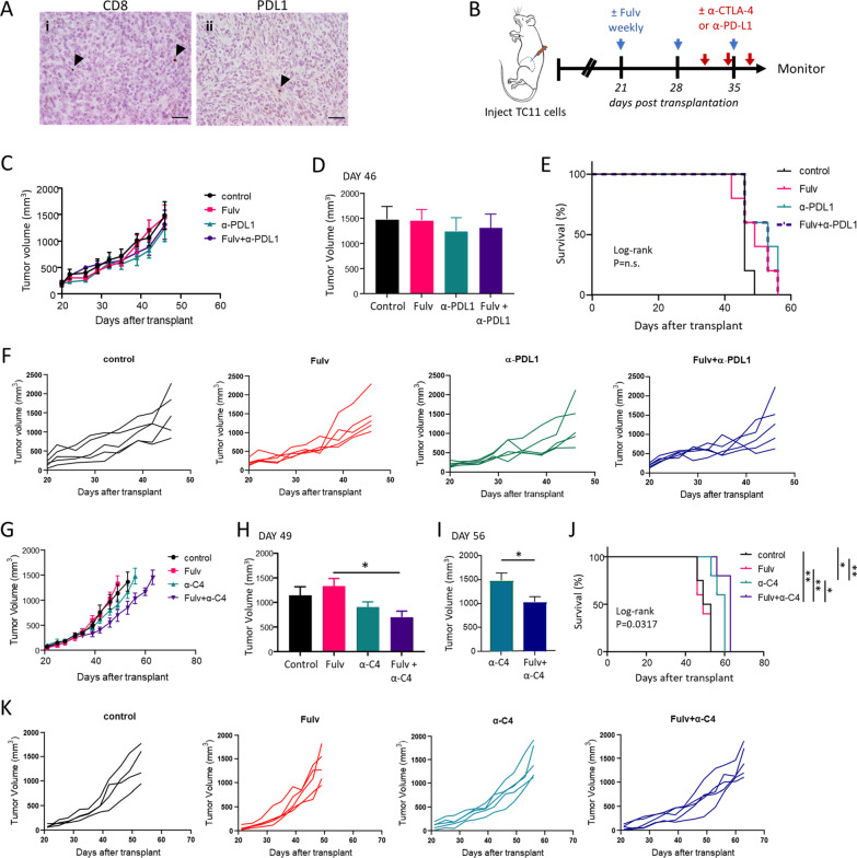 Estrogen receptor blockade and radiation therapy cooperate to enhance the response of immunologically cold ER+ breast cancer to immunotherapy.