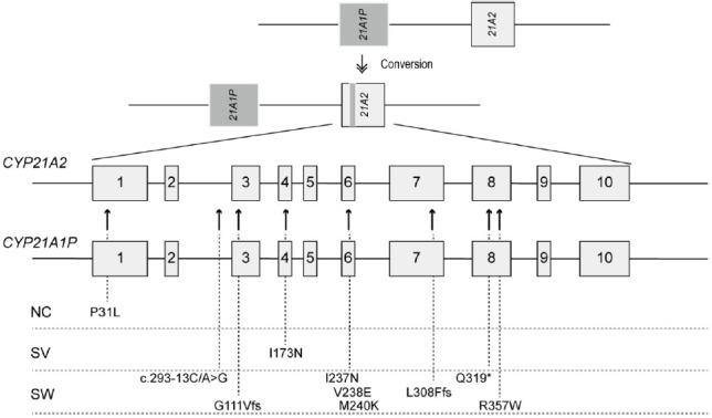 Molecular basis and genetic testing strategies for diagnosing 21-hydroxylase deficiency, including CAH-X syndrome.