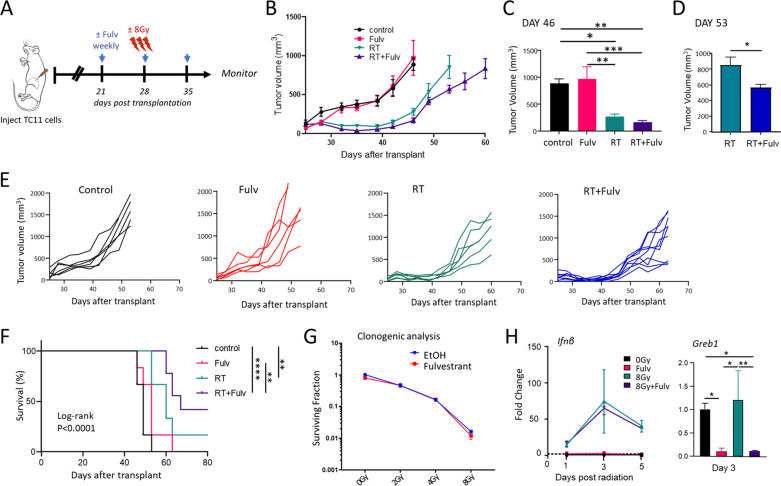 Estrogen receptor blockade and radiation therapy cooperate to enhance the response of immunologically cold ER+ breast cancer to immunotherapy.