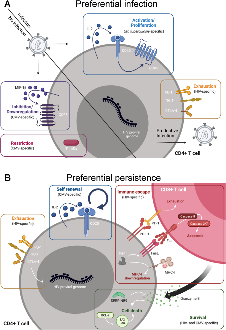 Antigen specificities of HIV-infected cells: A role in infection and persistence?