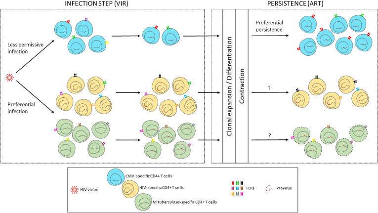 Antigen specificities of HIV-infected cells: A role in infection and persistence?