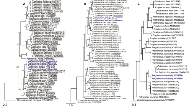 First Reports and Morphological and Molecular Characterization of <i>Pratylenchus delattrei</i> and <i>Quinisulcius capitatus</i> Associated with Chickpea in Ethiopia.