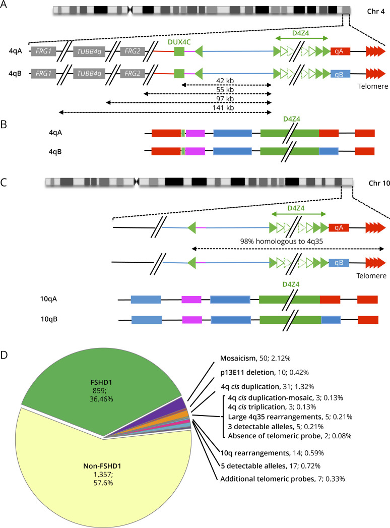 Complex 4q35 and 10q26 Rearrangements: A Challenge for Molecular Diagnosis of Patients With Facioscapulohumeral Dystrophy.