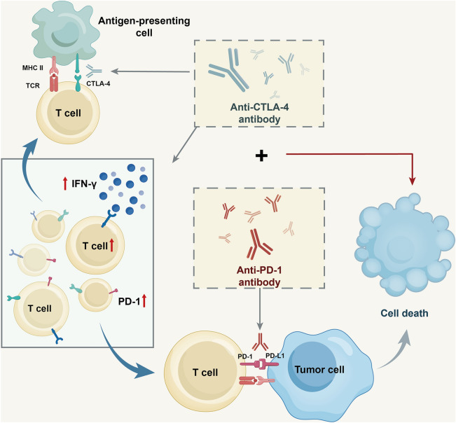 Induction Therapy for Locally Advanced Head and Neck Squamous Cell Carcinoma.